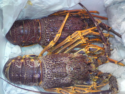 Our lobsters packed to Hong Kong