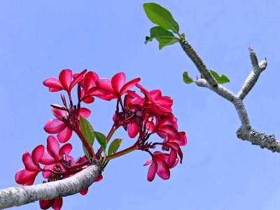 Frangipani