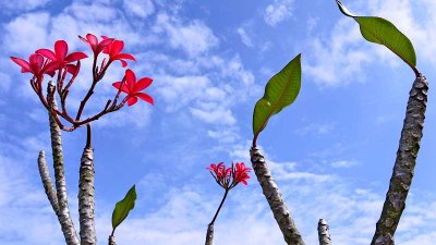 Frangipani