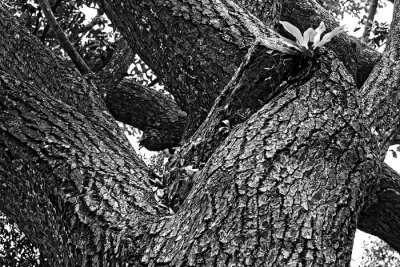 DSCF9962_1074bw.jpg