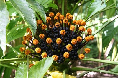 Fake Fruit
