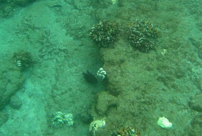 Snorkeling