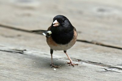 Bird