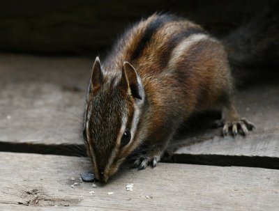 Chipmunk