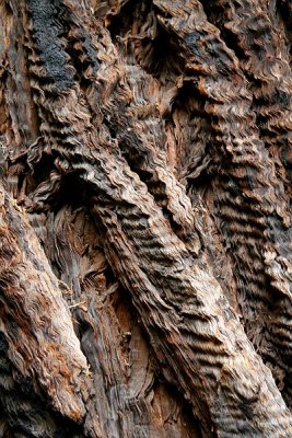 Curly Bark