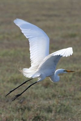 Egret 2