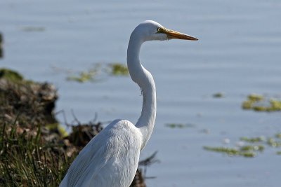 Egret 4