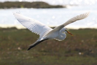 Egret 5