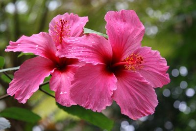 Hibiscus