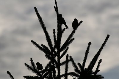 Birds on Branches
