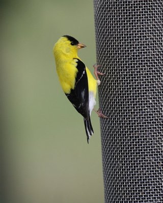 Goldfinch