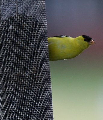 Goldfinch