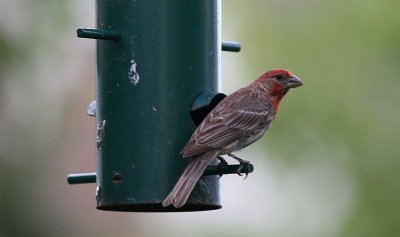 Housefinch