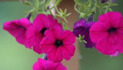 Petunias