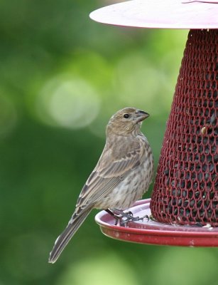 Birds and Blossoms