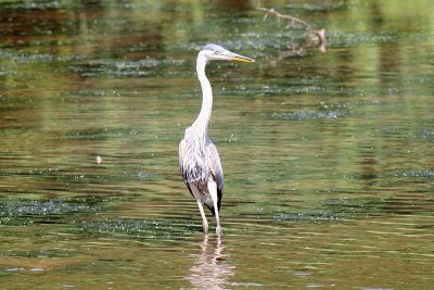 Heron 2