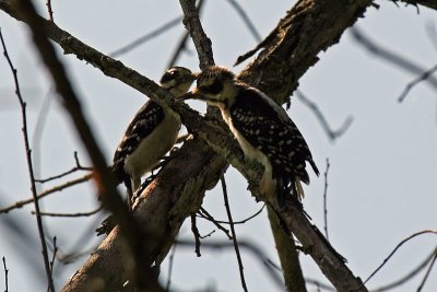 Woodpeckers