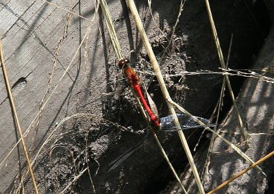 Dragonfly Love