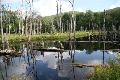 Swamp Reflection