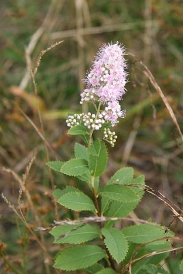 Wildflower