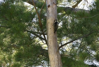 Woodpecker