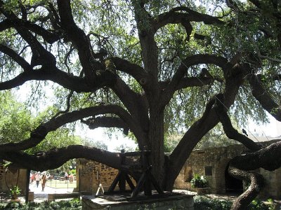 Many Limbed Tree