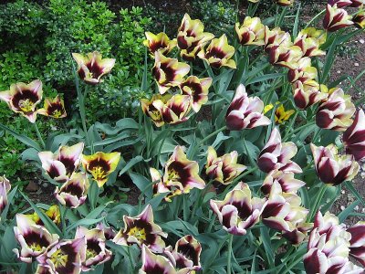 Even More Tulips