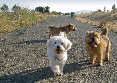 Maggie, Tucker, and new friend, 6/1/08