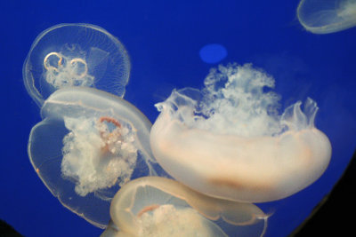 Jellyfish near the entrance