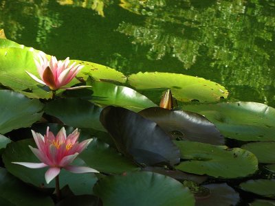 UC Berkeley Botanical Garden