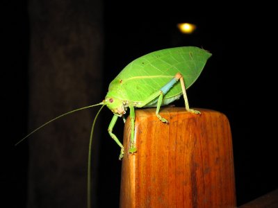 leaf insect