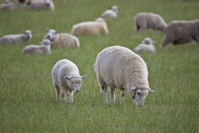 NZL sheeps