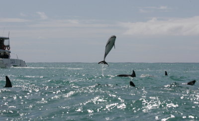 dusky dolphins