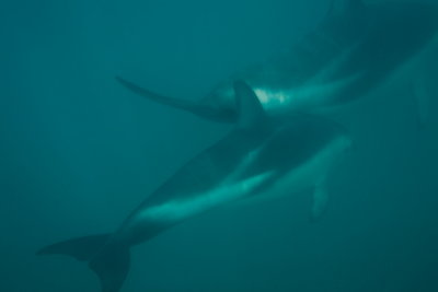dusky dolphins