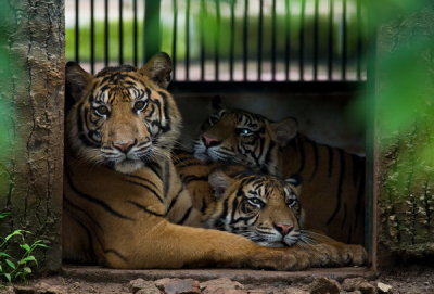 bengala tigers