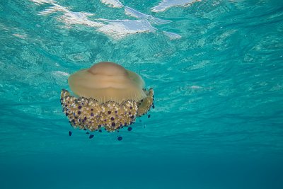 3194 Jelly Fish Montedarena