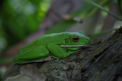 hartley's frog