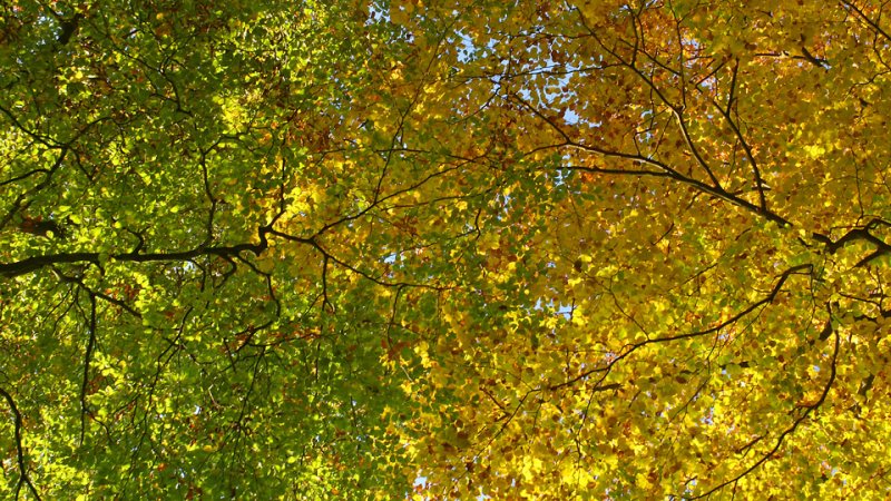 Autumnal Colour Gradation