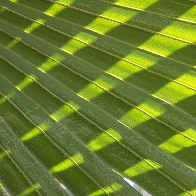 Underneath a Palm Leaf