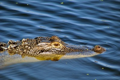 Yellow Gator by Justin Miller