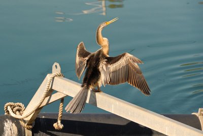 Anhinga Novaehollandiae:Australian Darter