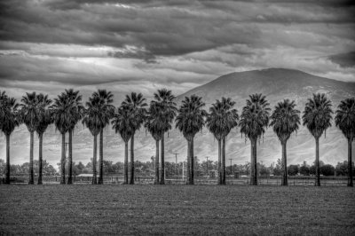 1/28/09- Palms