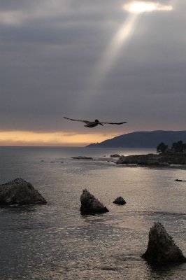 Pelican Sunset at Pismo Beach's Pelican Point