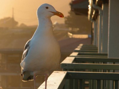 Rail-perching seagull in Pismo Beach