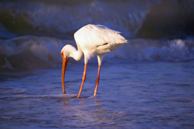 Sanibel Beach