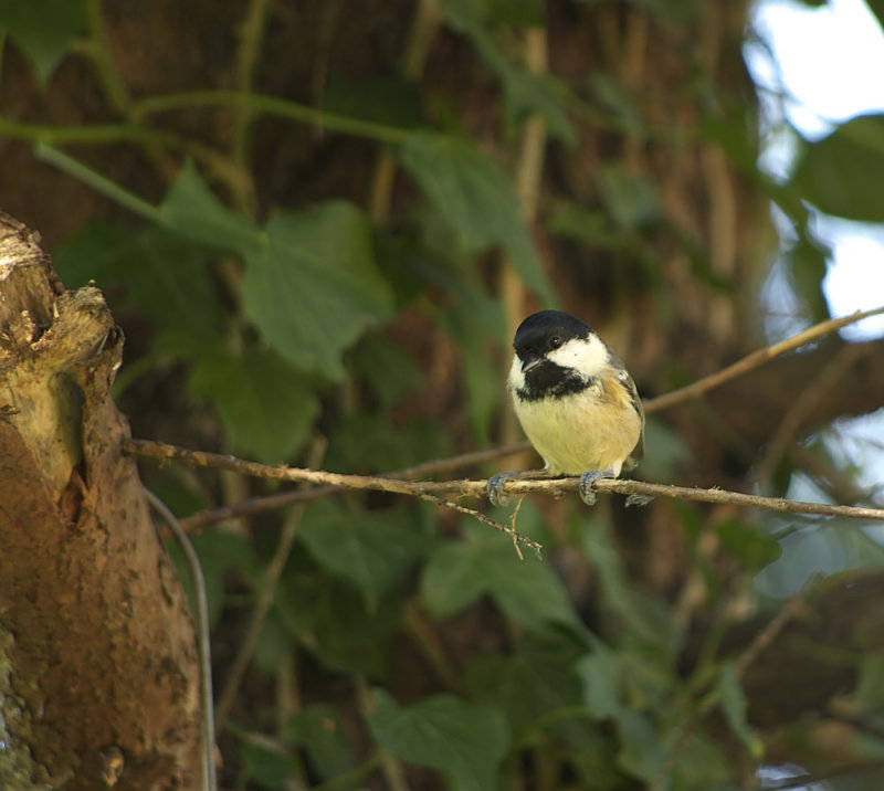 Coal Tit ....Periparus ater