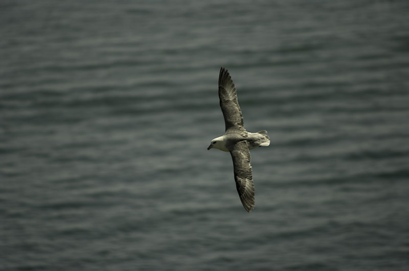 birds_in_flight