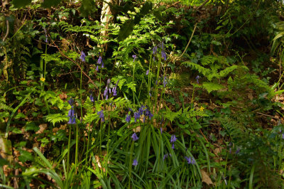 bluebells