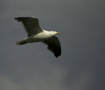 Gull Three