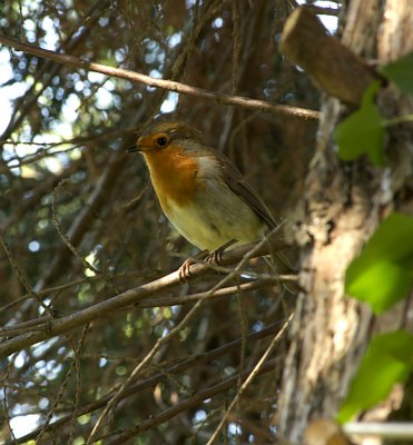 robin